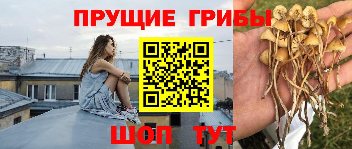 Чита  Псилоцибиновые грибы ЛСД  Вход с VPN 